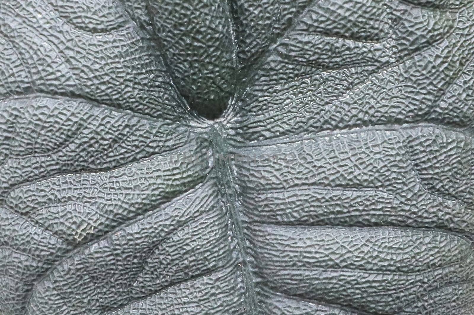 Macro of the pattern on an Alocasia plant leaf.