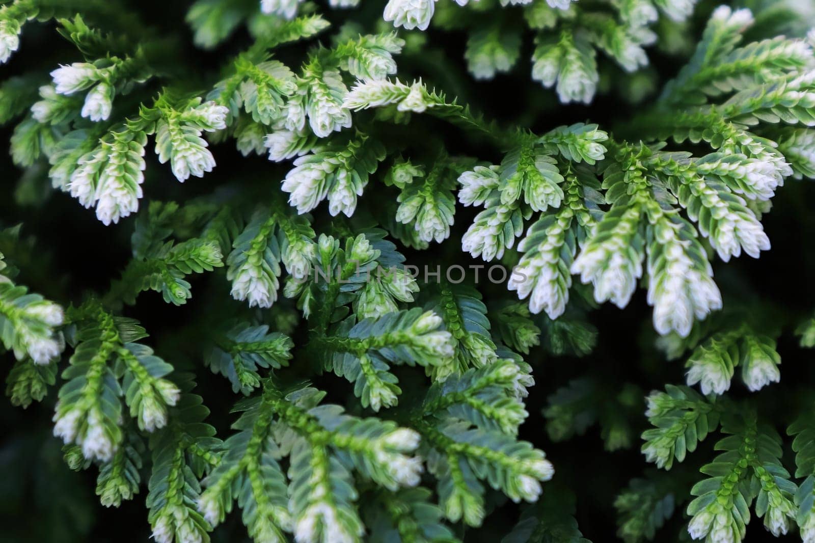 Closeup of the variegated tips on a Frosty Tip Fern.