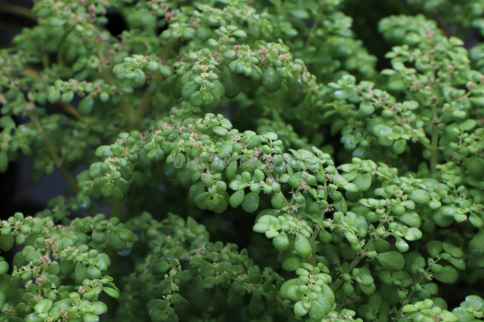 Closeup of the delicate flowers on an Artillary plant.