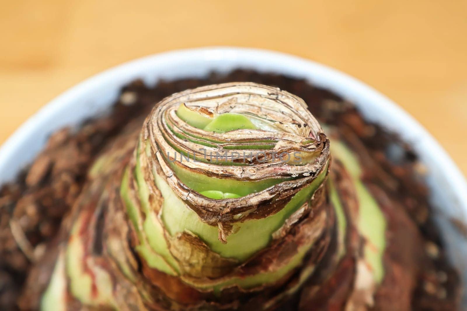 Tiny leaves sprout on an Amaryllis plant.