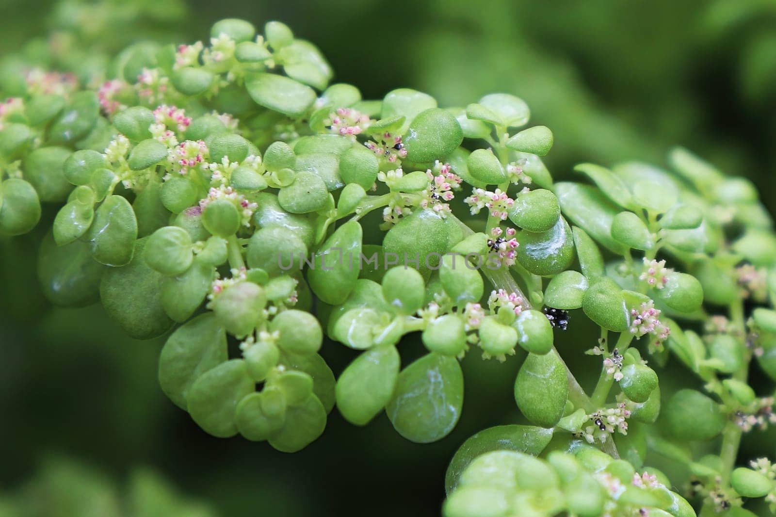 Macro of the delicate flowers on an Artillary plant.