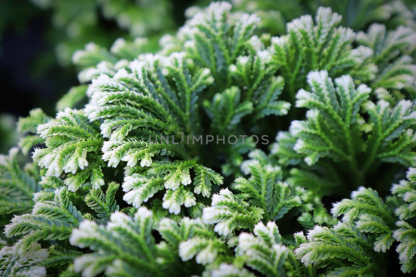 Closeup of the variegated tips on a Frosty Tip Fern.