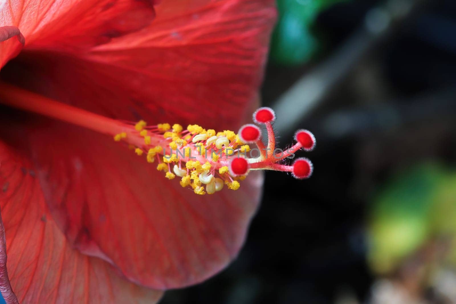 Macro of the stigma and stamen on a Hibiscus flower.