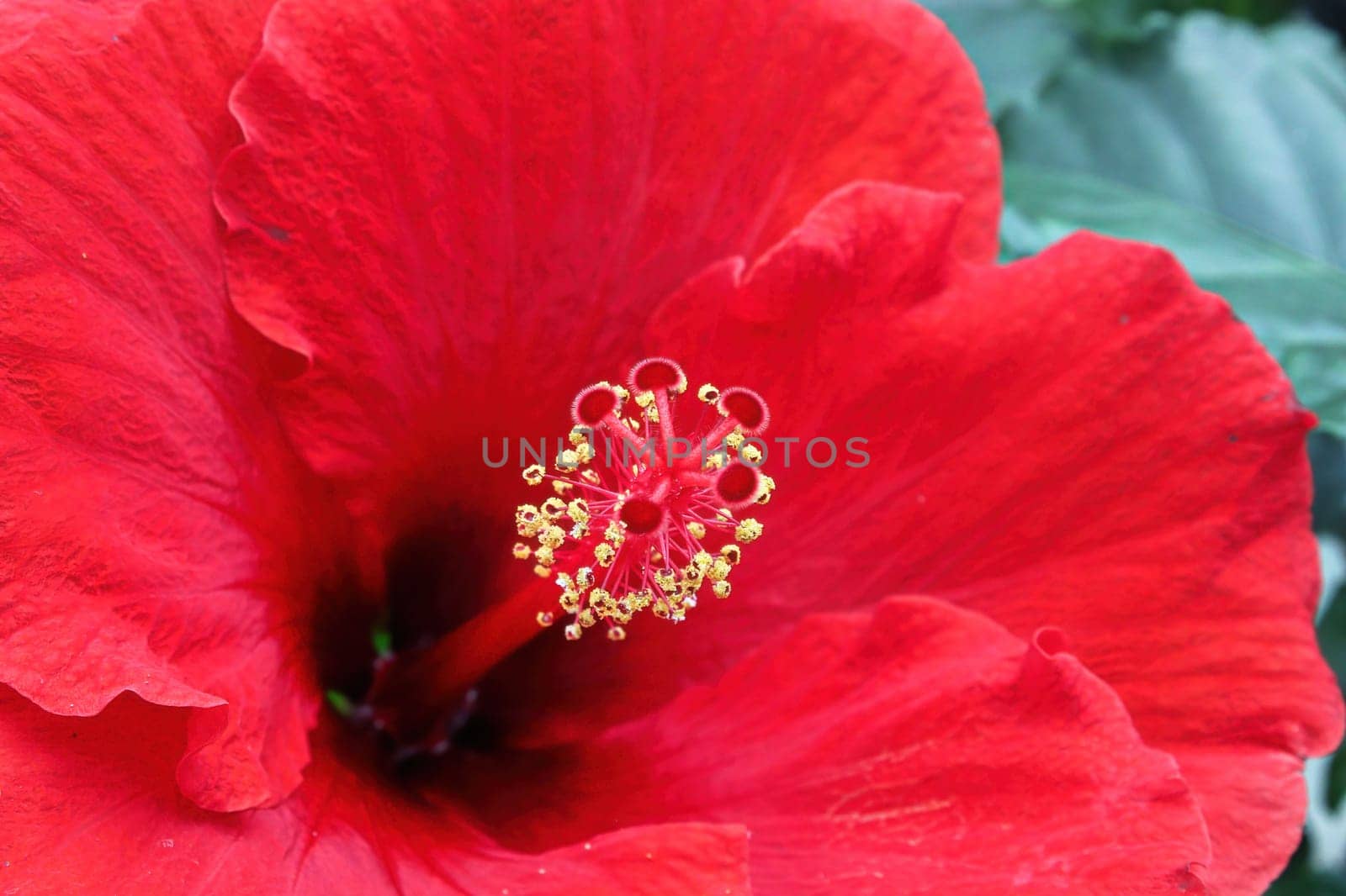 Macro of the stigma and stamen on a Hibiscus flower.
