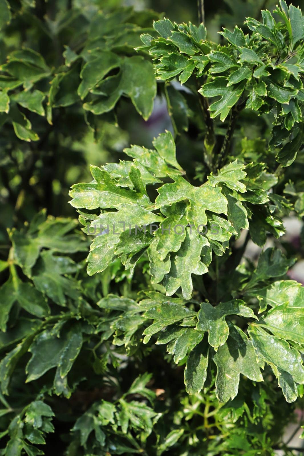 Closeup of the leaves on a Arilia Parsley plant.