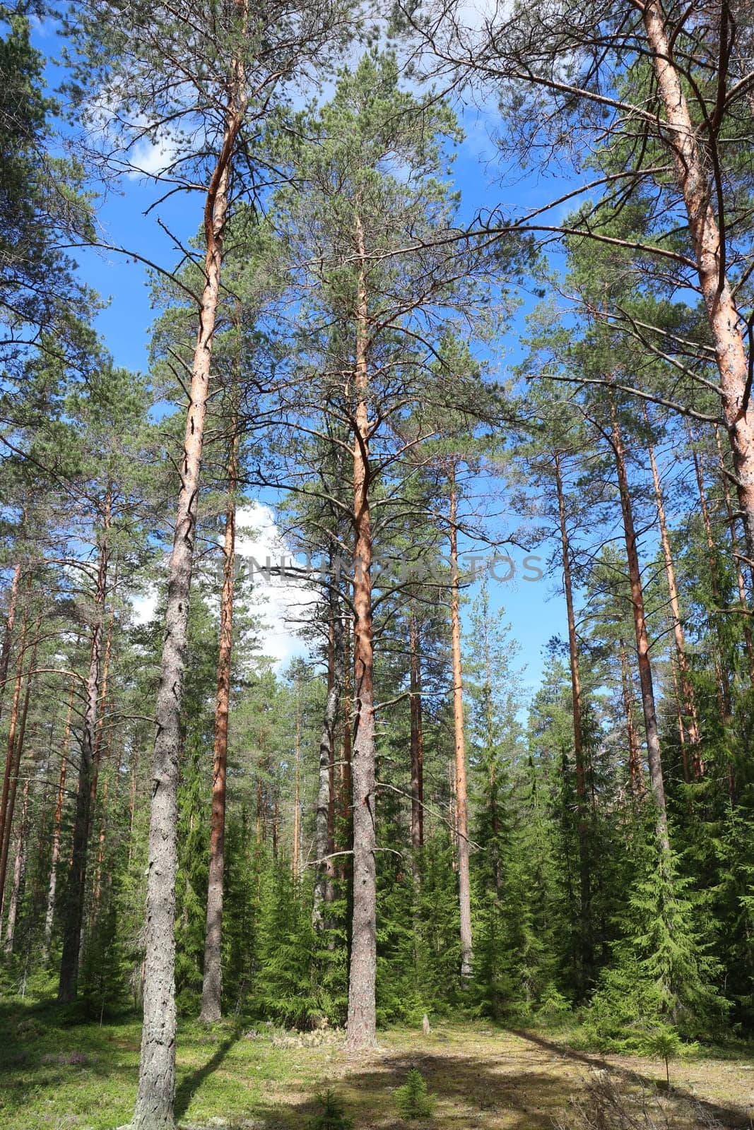 pine forest summer landscape, tall pine trees in the foreground