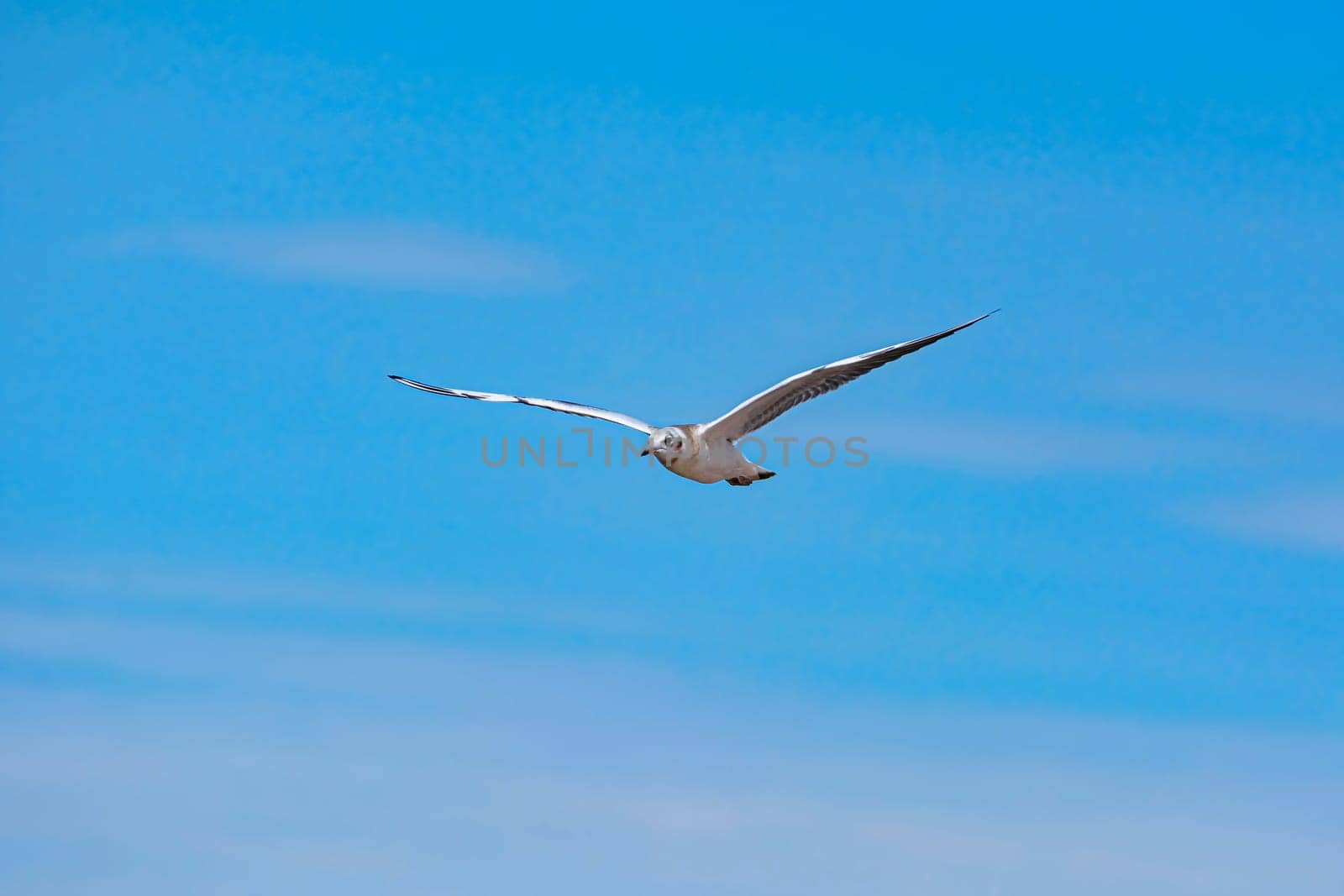 Seagull flying in the sky