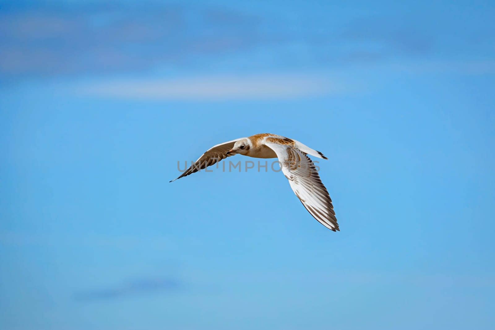 Seagull flying in the sky