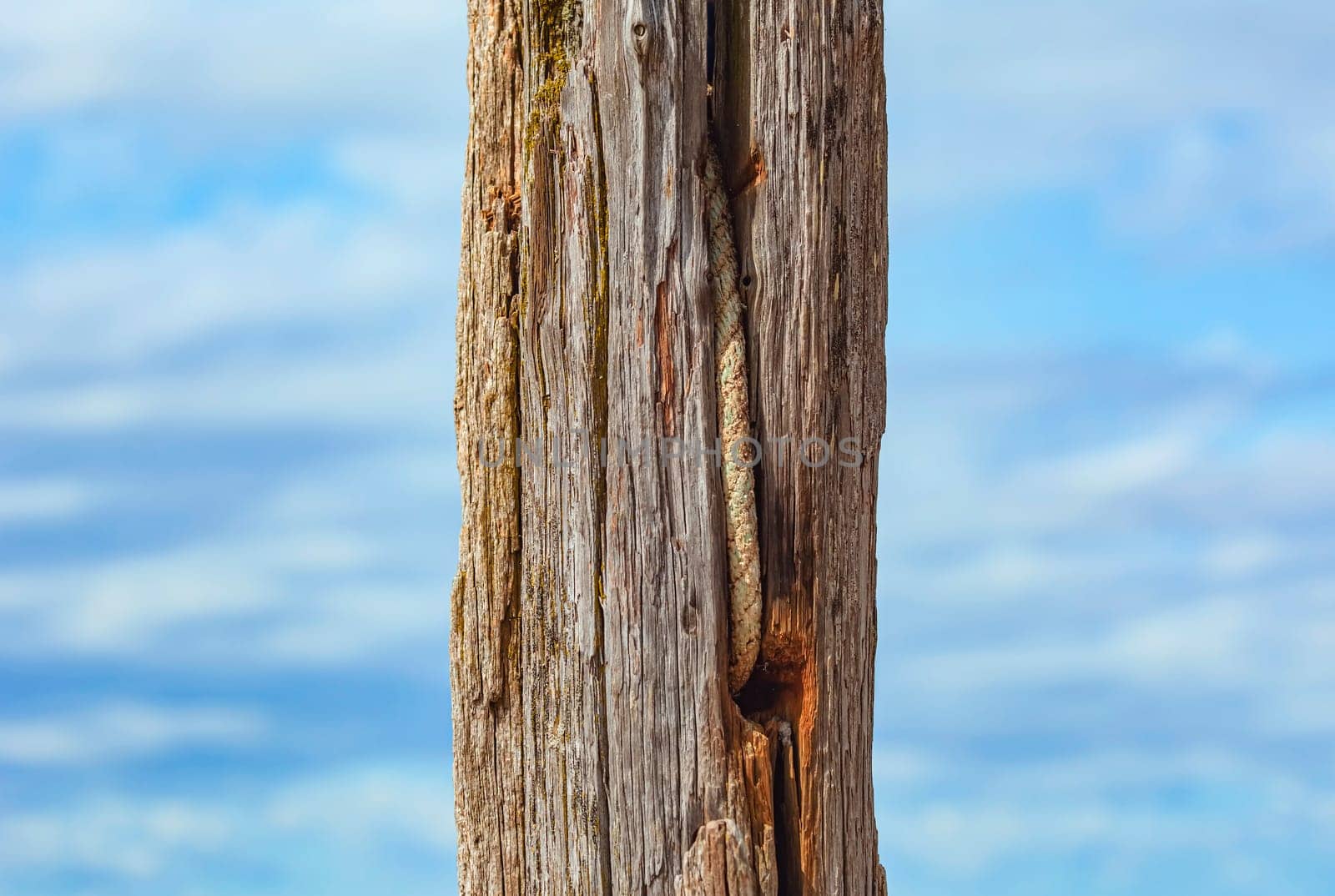 old cracked log against the sky