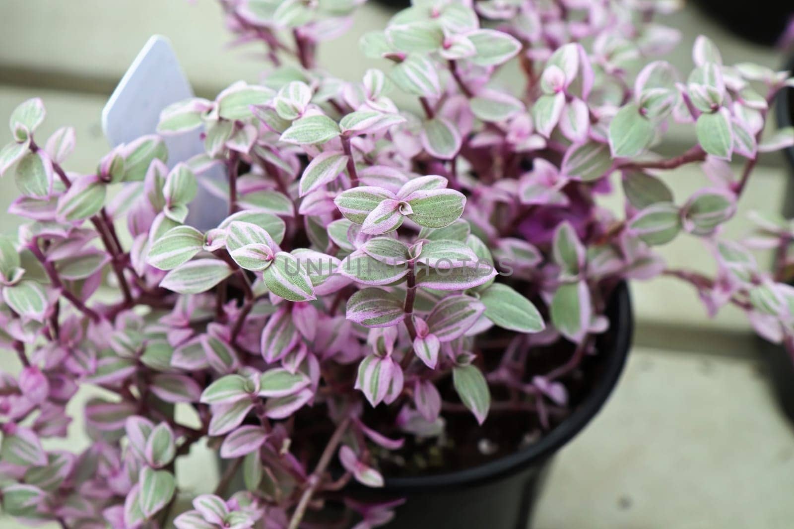 Top view of the pink and green leaves on a Callisia.