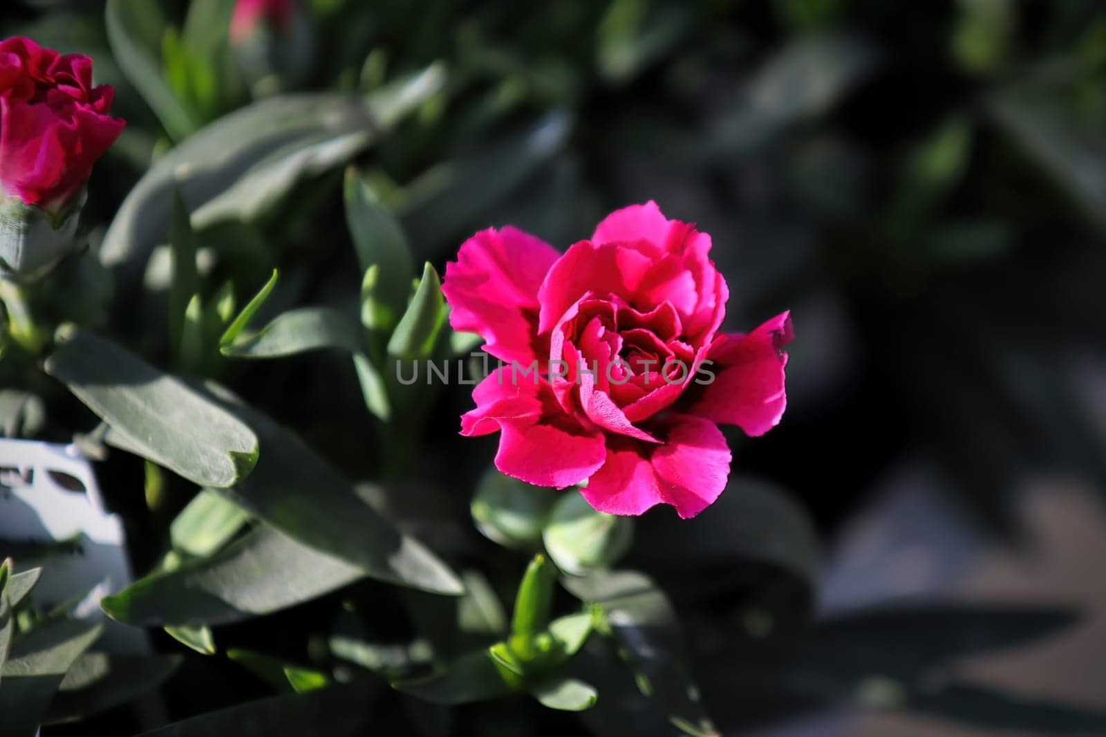 Closeup of red petals on a Carnation flower.
