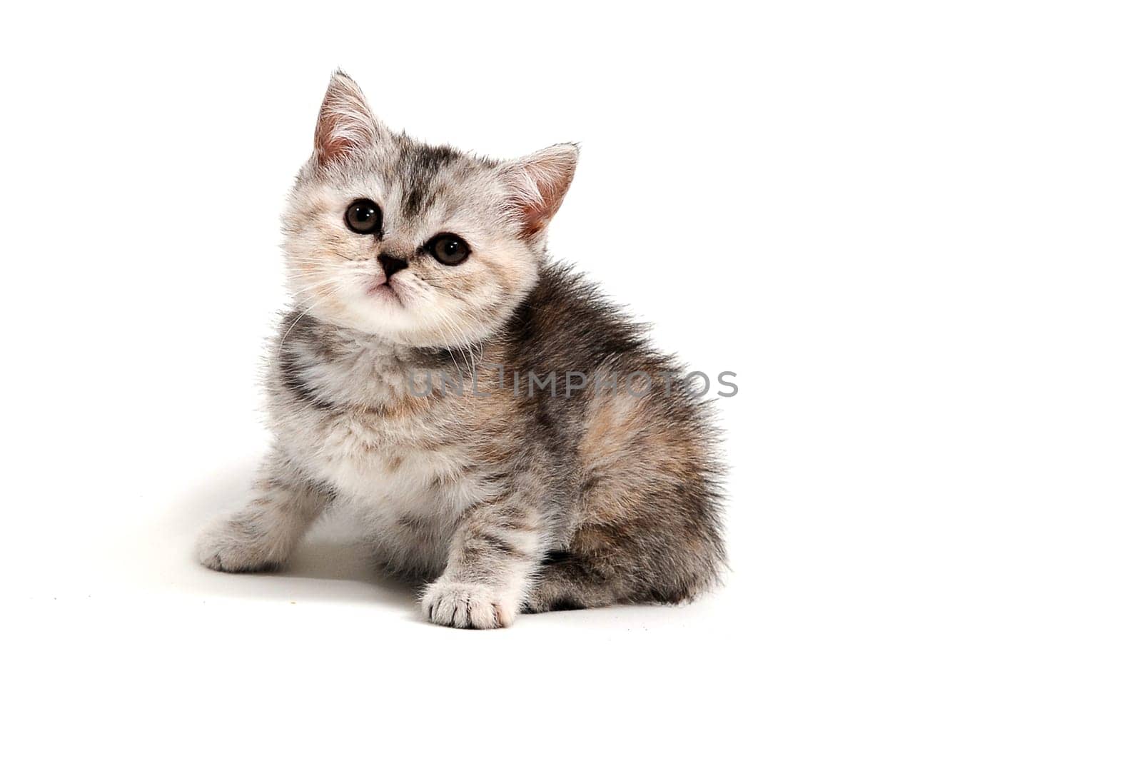 a gray striped purebred kitten sits on a white background. High quality photo