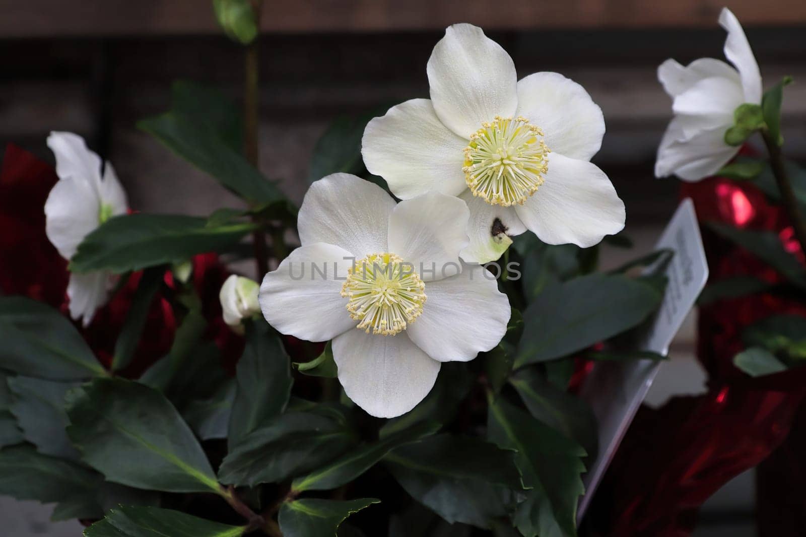 Beautiful flowers on a Helleboris flower in bloom.