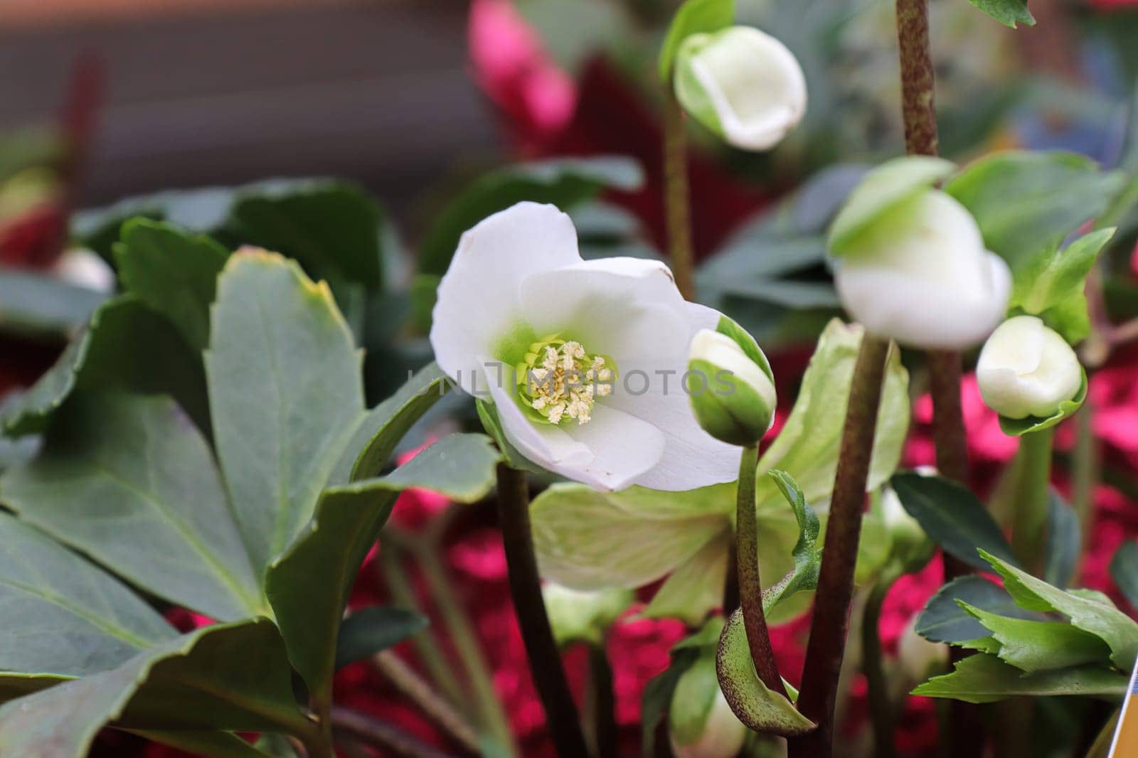 Flowers blooming on a Helleboris plant during Christmas.