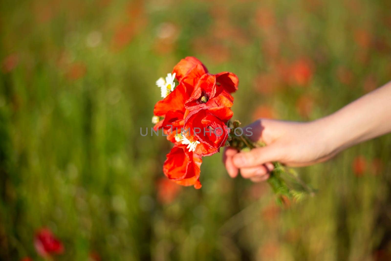 hand holding bouquet in poppy field