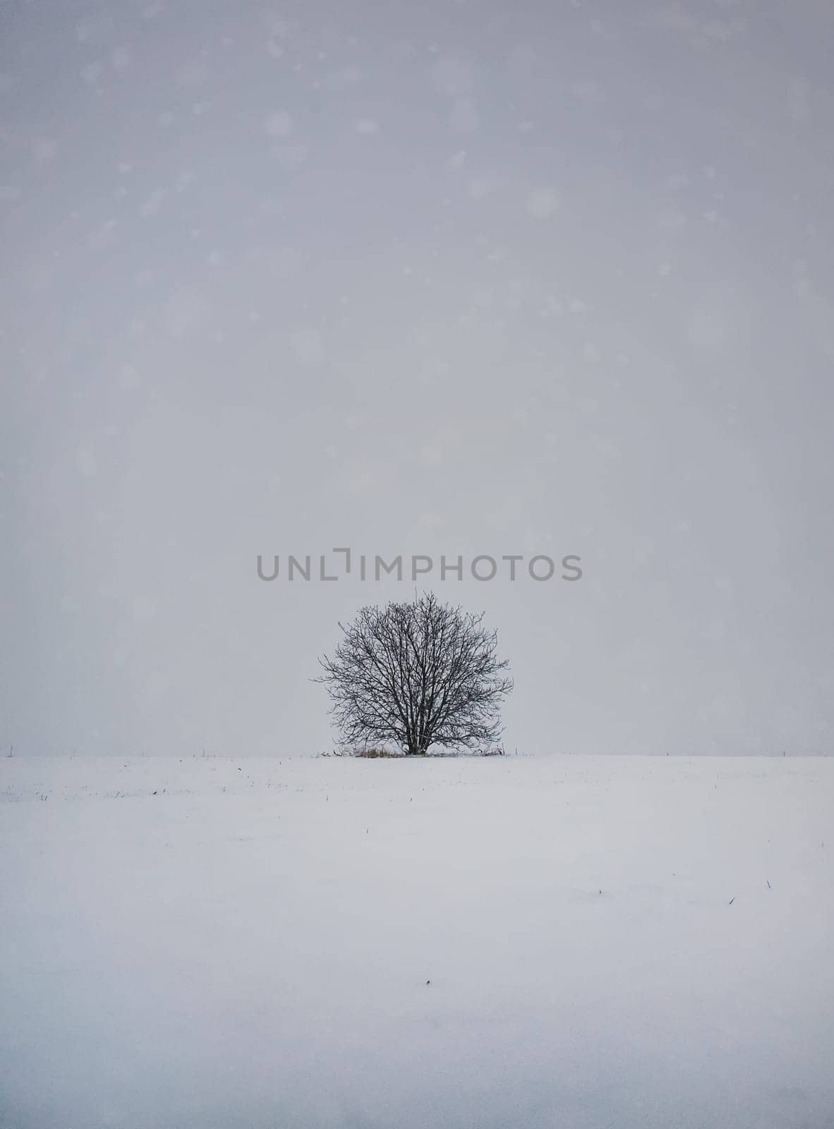Barren lone tree on the snowy land. Cold winter scene and a leafless oak stands single under snowdrift. Numb nature, silence and solitude mood