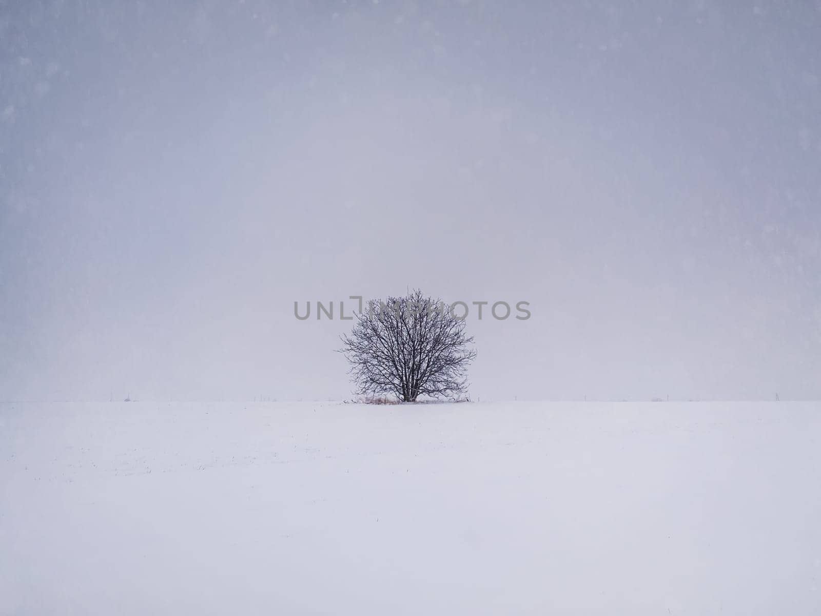 Barren lone tree on the snowy field. Cold winter scene and a leafless oak stands single under snowdrift. Numb nature landscape, silence and solitude mood