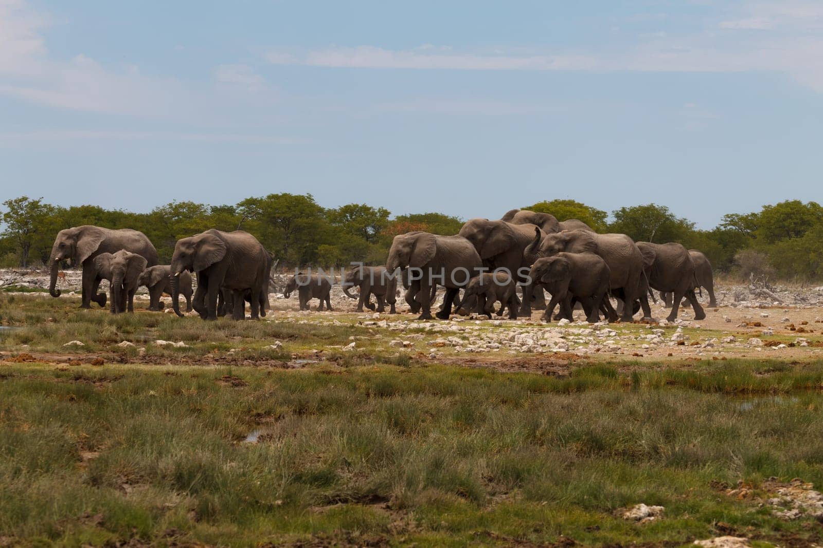 Herd of elephants from Etosha National Park, Namibia