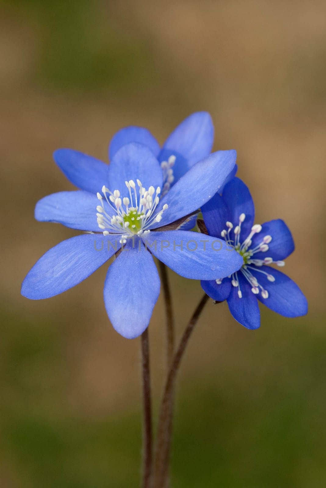 Leberbluemchen  Hepatica  nobilis