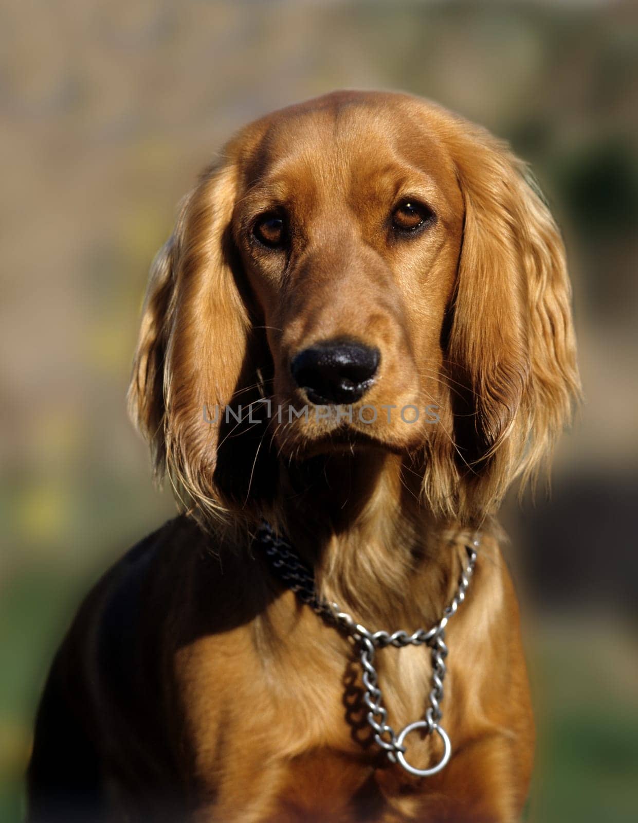 Cocker,Spaniel,Red