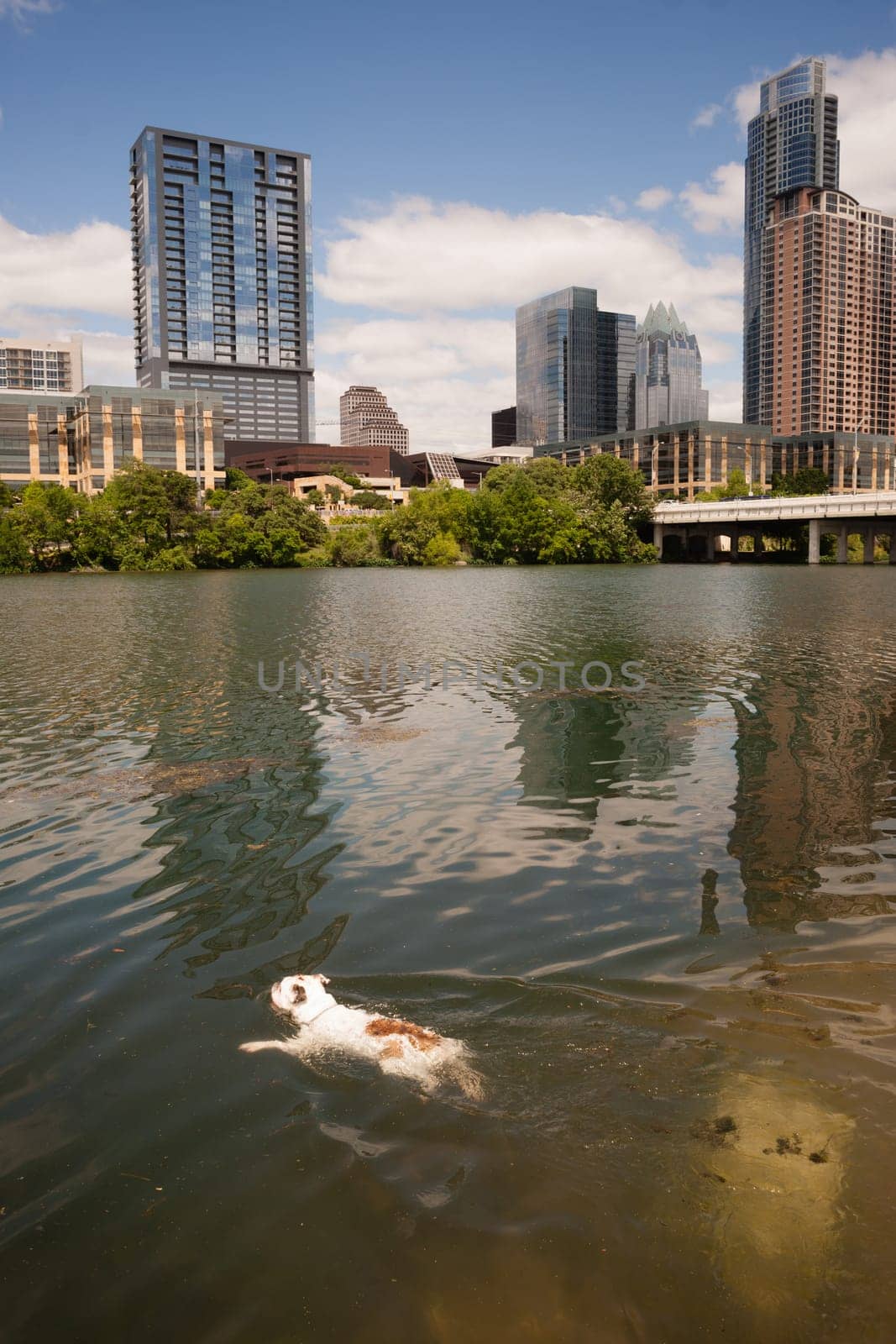 A dog plays fetch jumping into the Colorado River in Austin