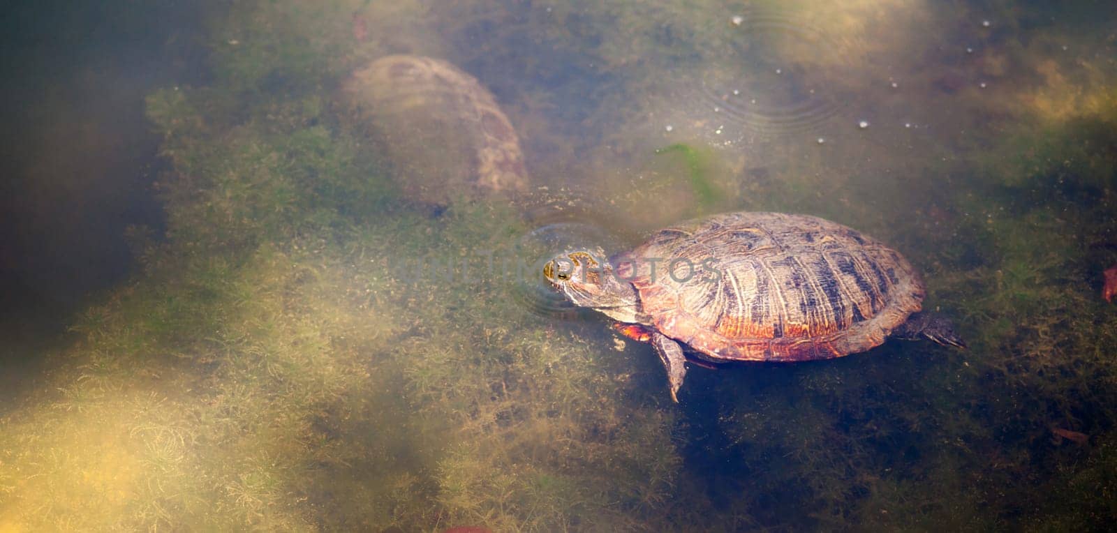 The turtle is about to anger the one submerged to his right and gets a fight