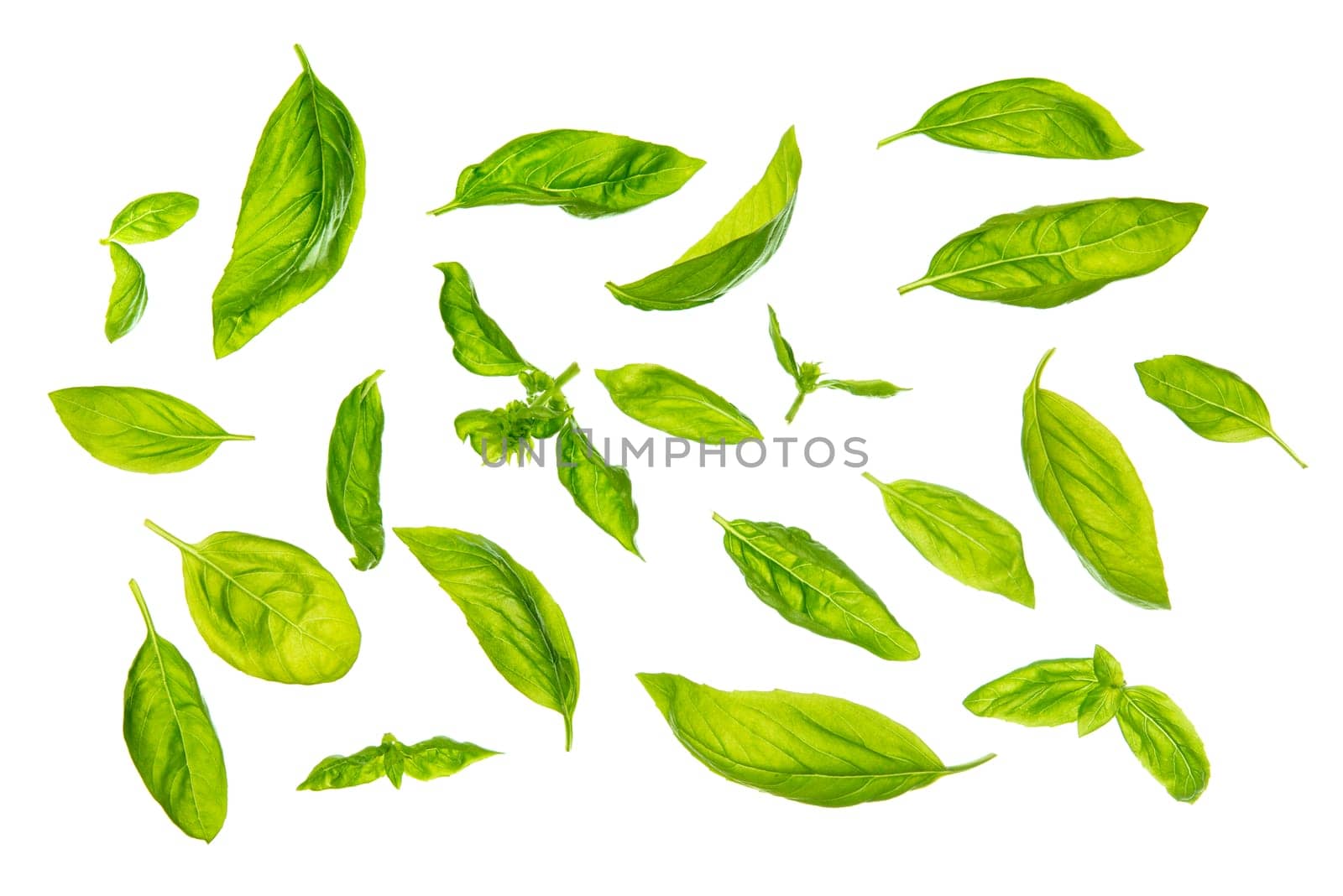 Overhead view scattered fresh sweet basil leaves, isolated on white background.