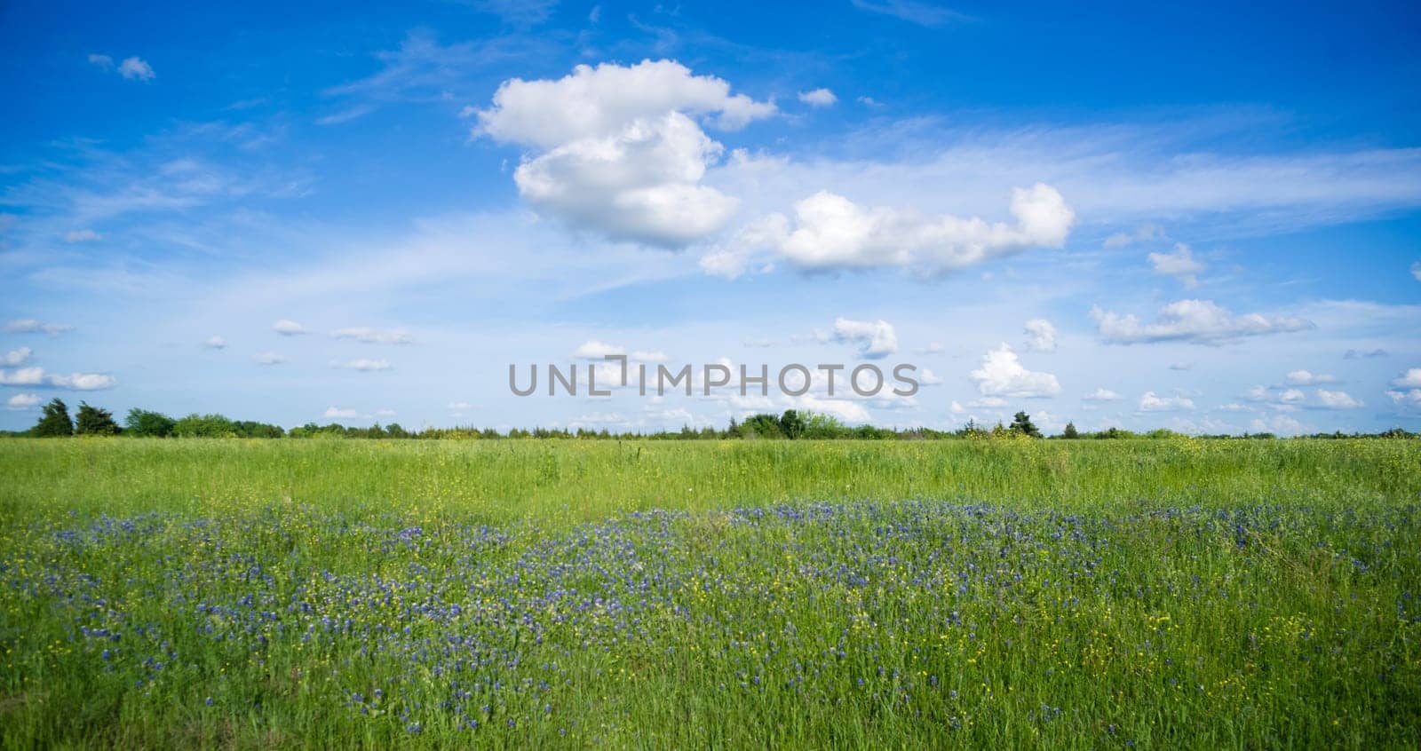 Purple wildflowers grow in tall grass under fluffy cloudy blue sky