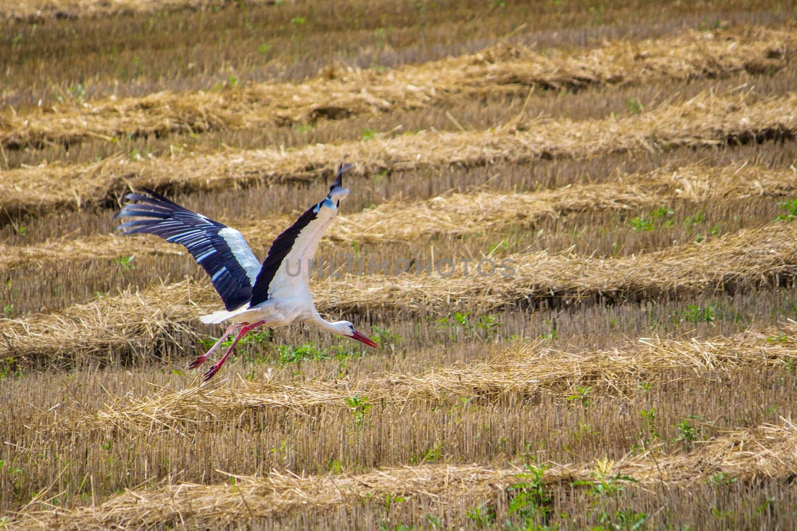 a stork flies over a mowed gold field