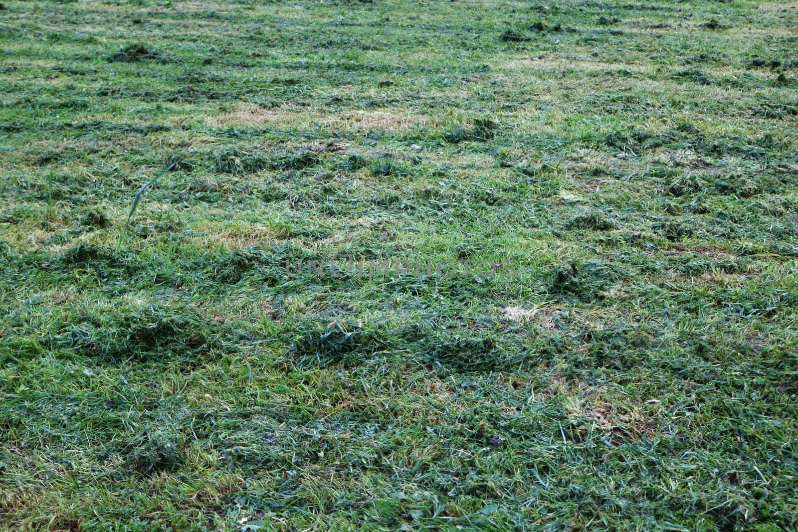 mowed grass on a field green abstract background