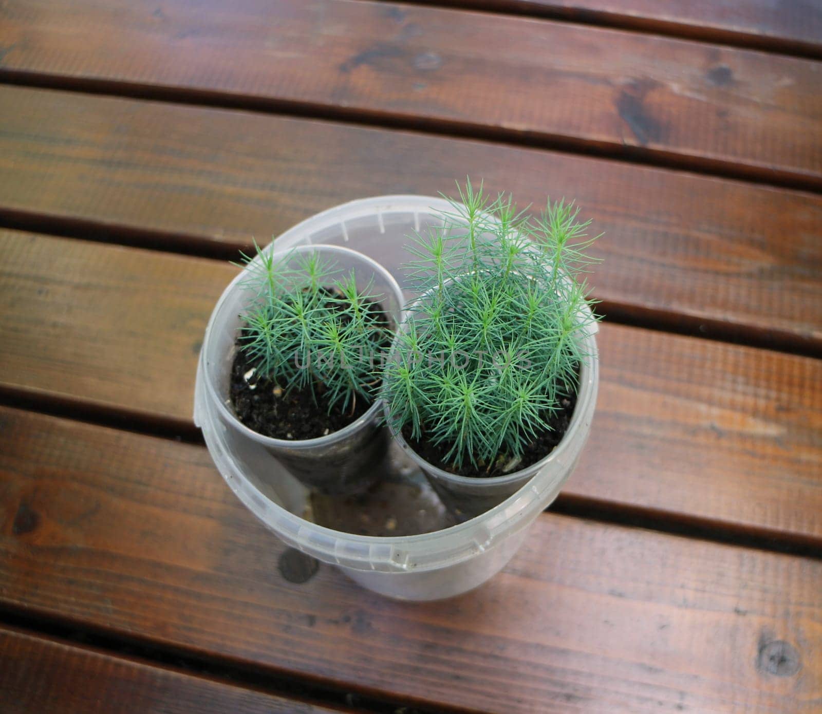 small green pine seedlings in a flower pot, close-up