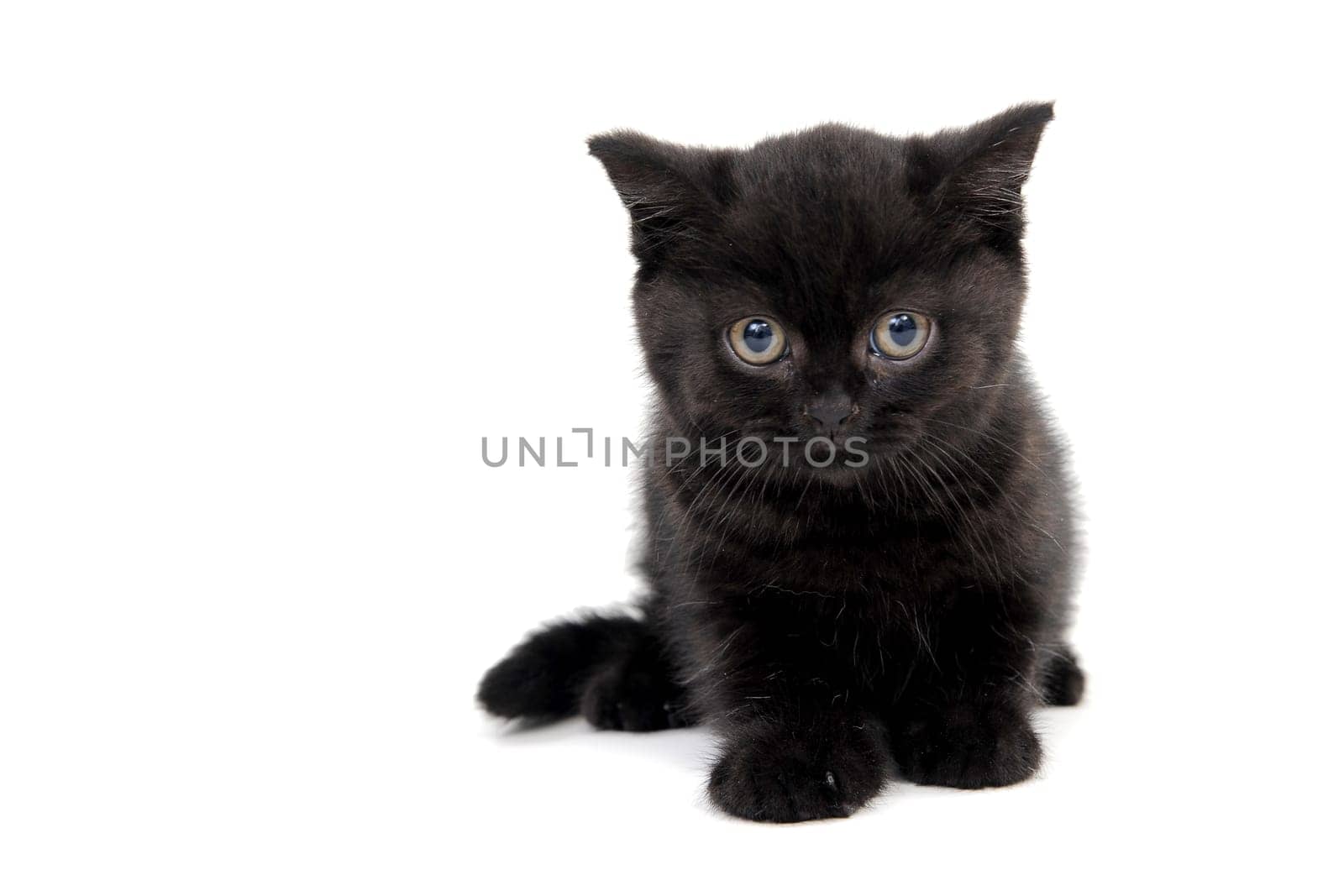 fluffy purebred black kitten sits on a white background. High quality photo