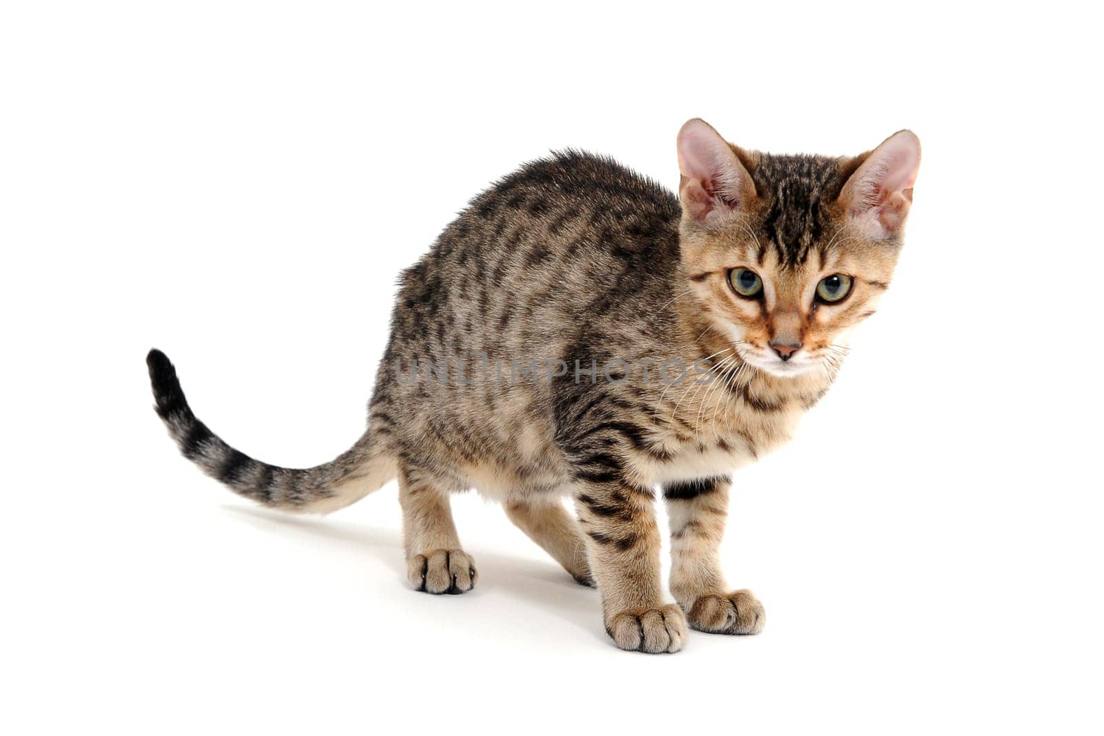 A purebred smooth-haired cat stands on a white background. High quality photo