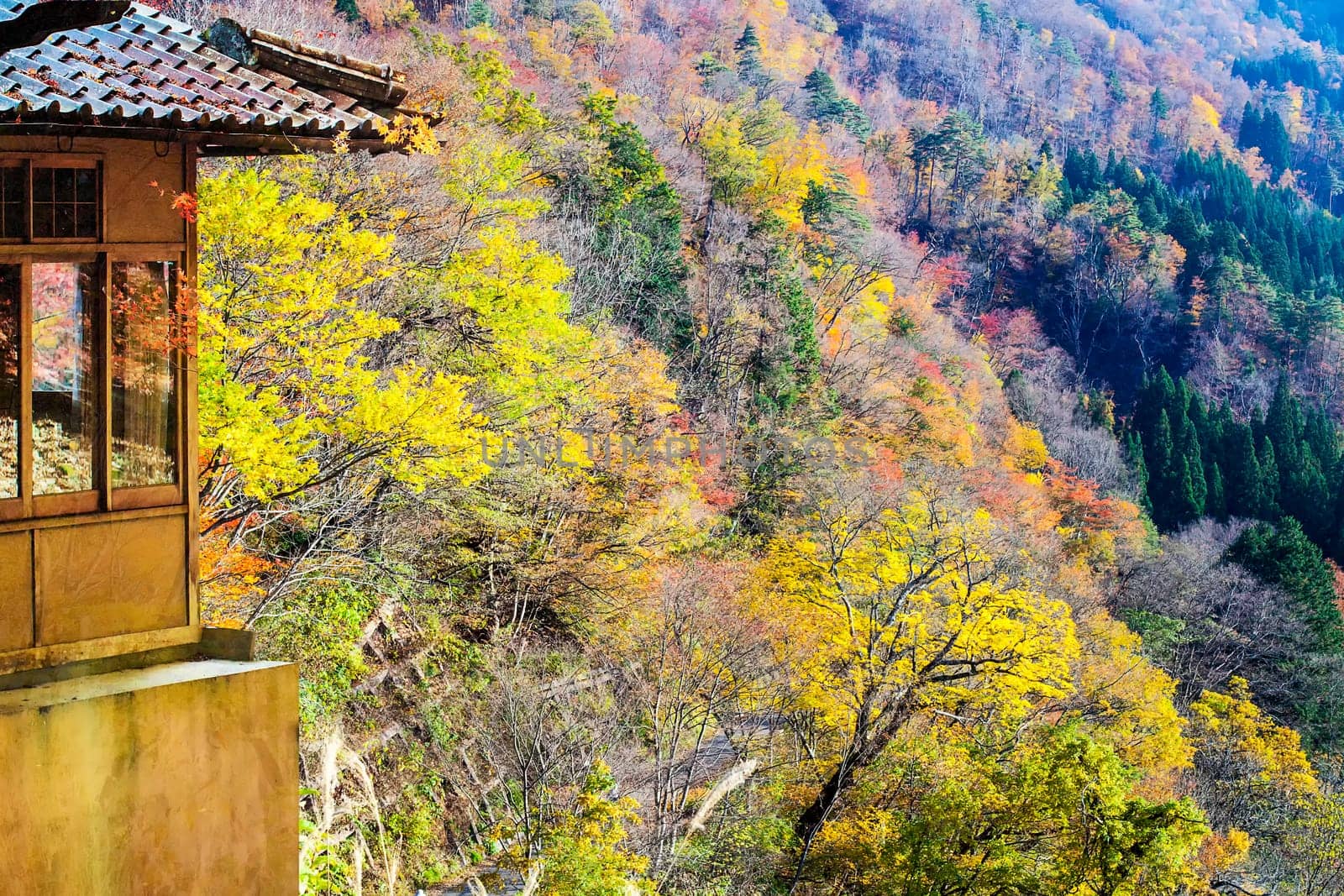 The Red maple against the roof of traditional Japanese house