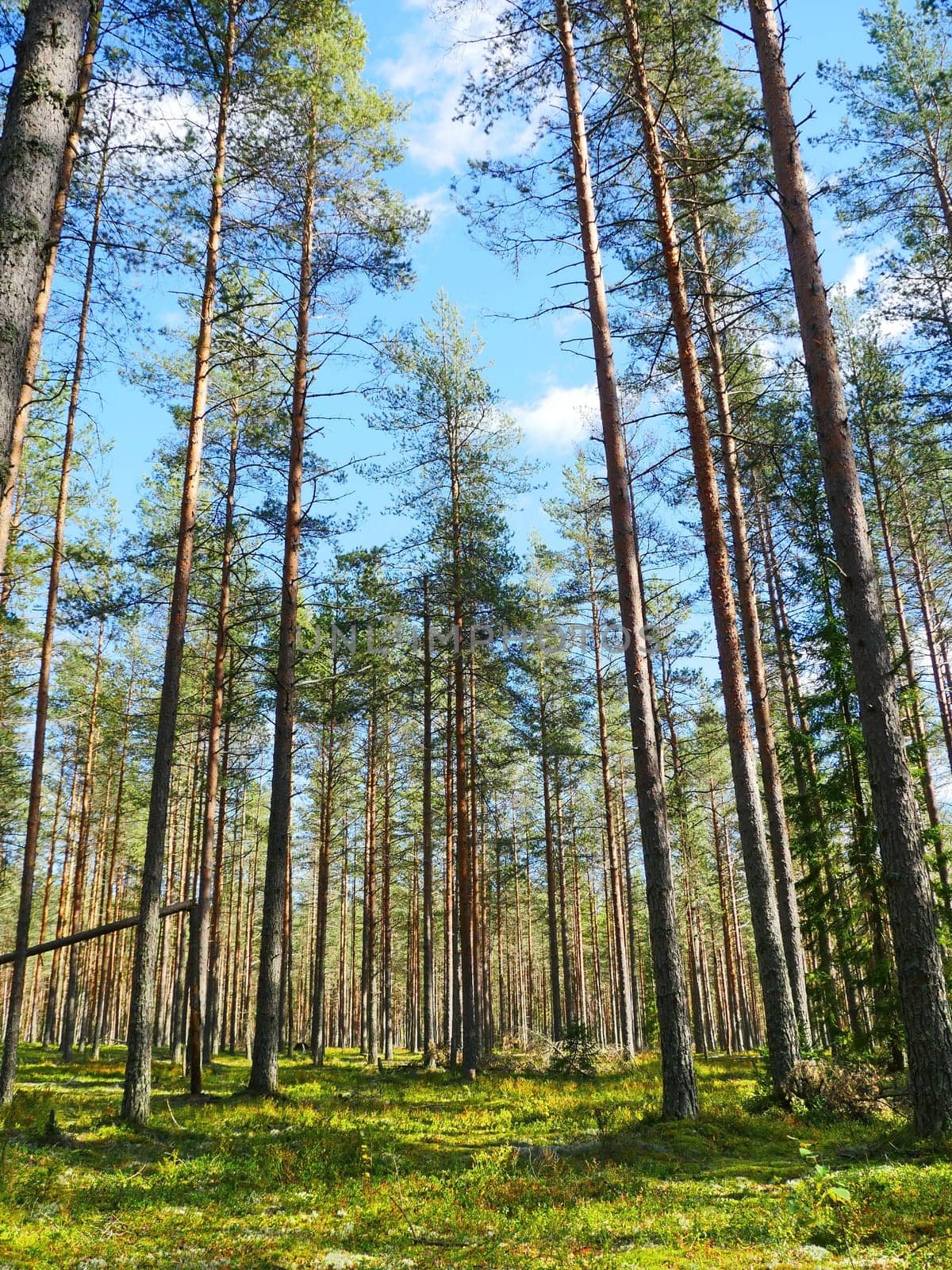 pine forest beautiful summer landscape, tall pine trees in in the blue sky