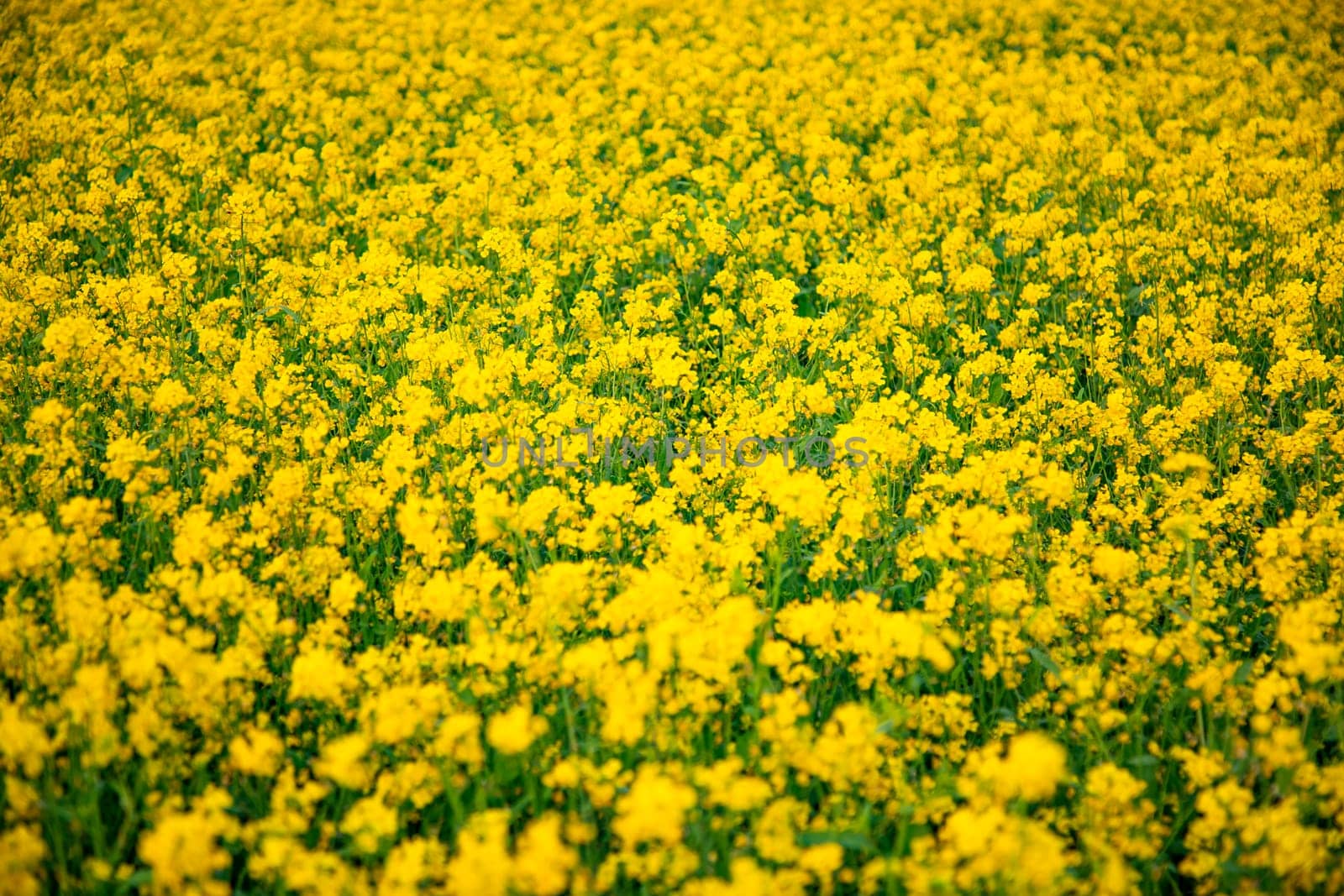 Bloom Yellow Mustard Mustard Flowers Beautiful scenery in the field natural Landscape view.