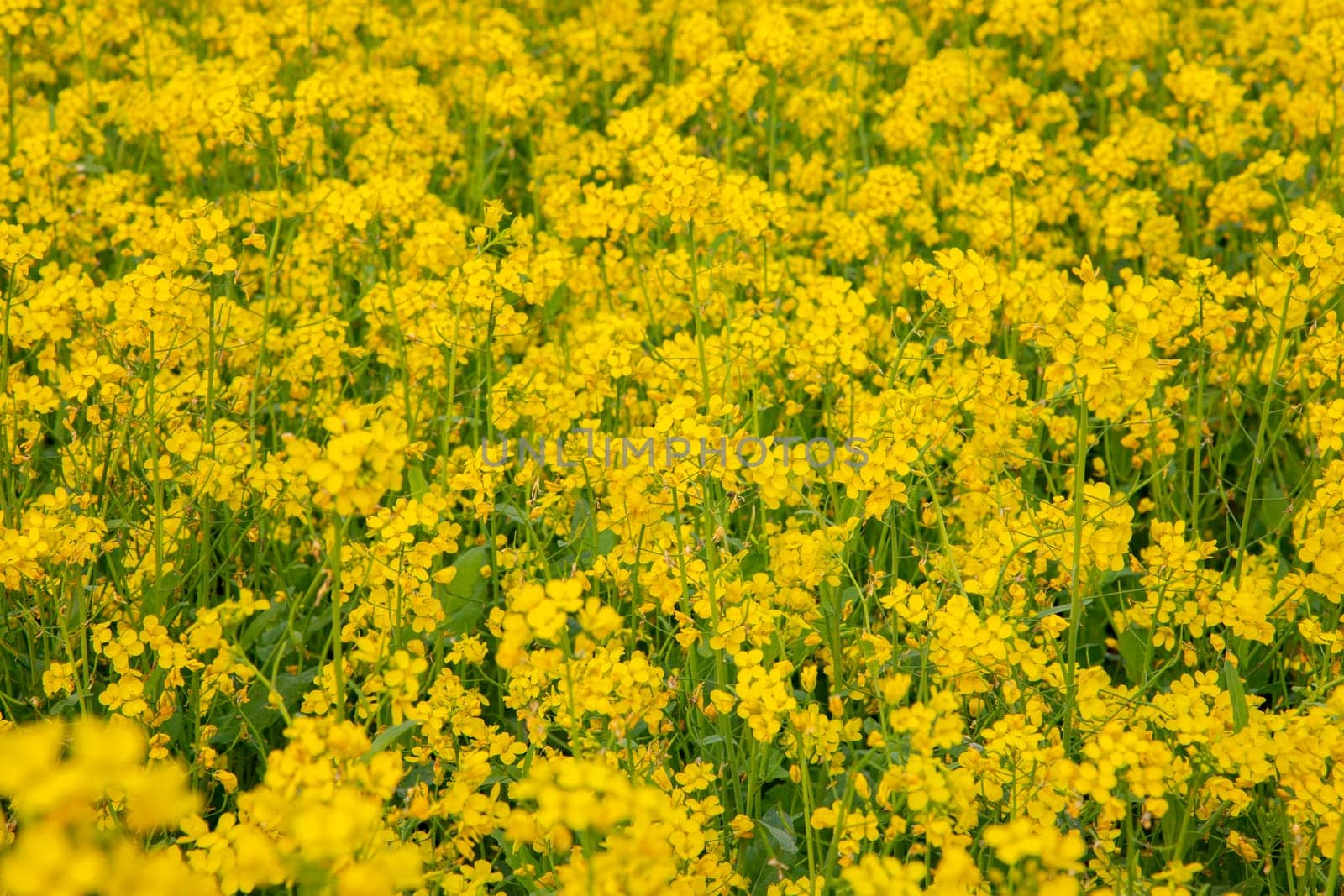 Bloom Yellow Mustard Mustard Flowers Beautiful scenery in the field natural Landscape view.