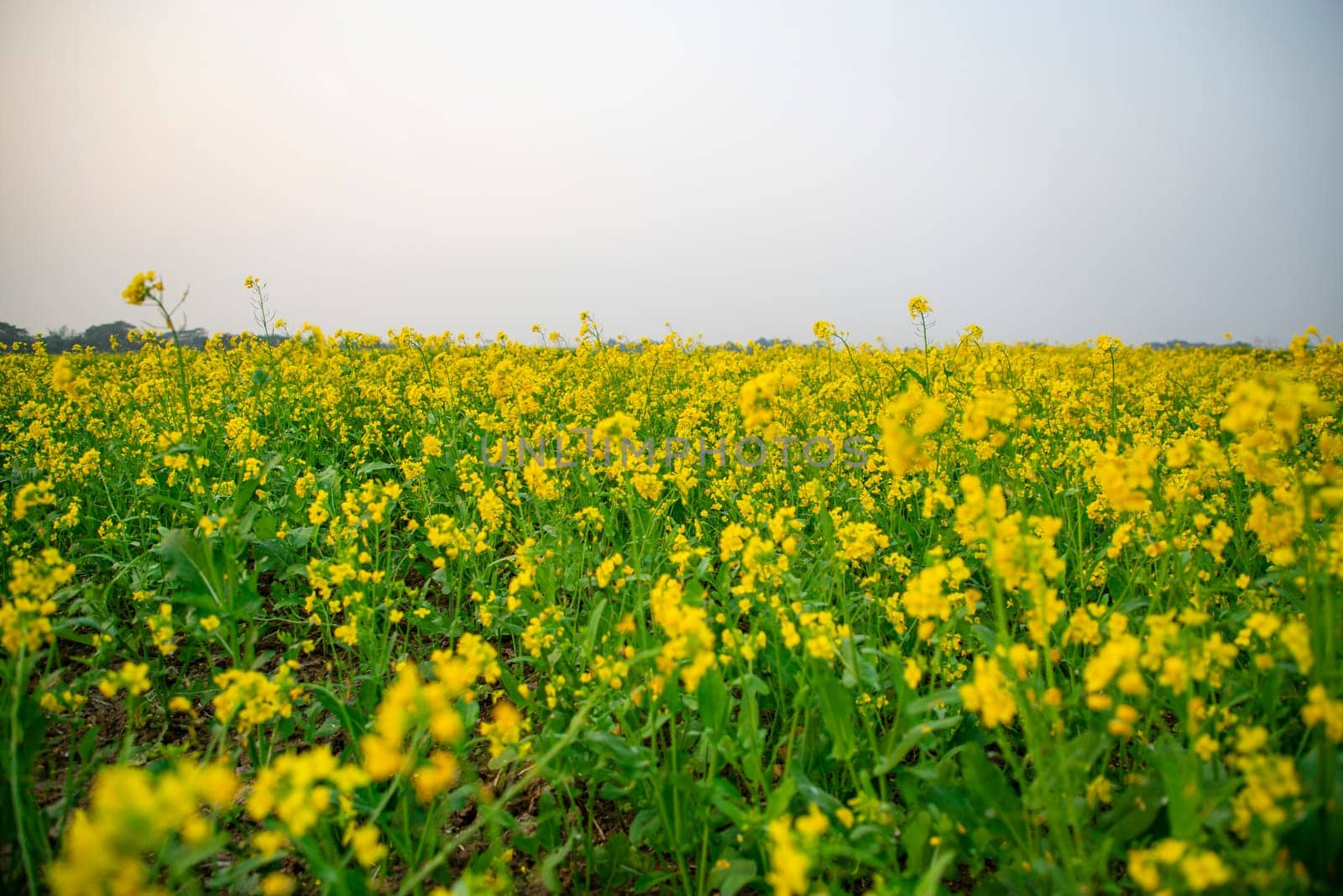 Bloom Yellow Mustard Mustard Flowers Beautiful scenery in the field natural Landscape view.