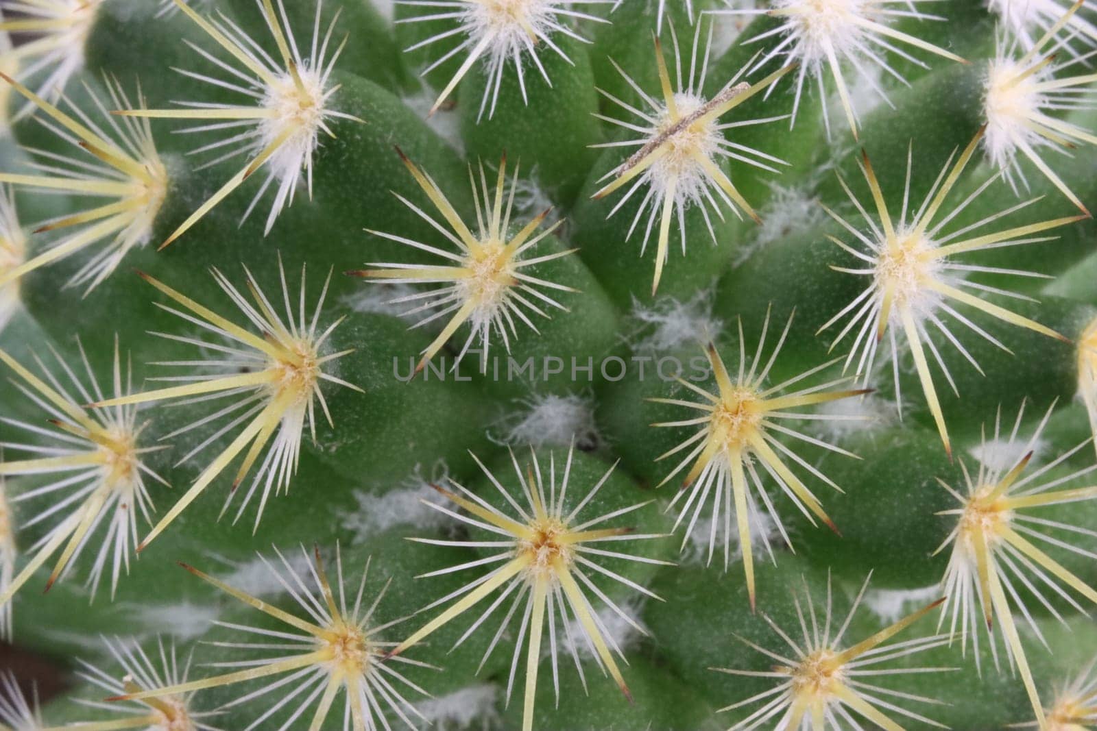 beautiful cactus with skewered spines to fend off predators self-defense protection