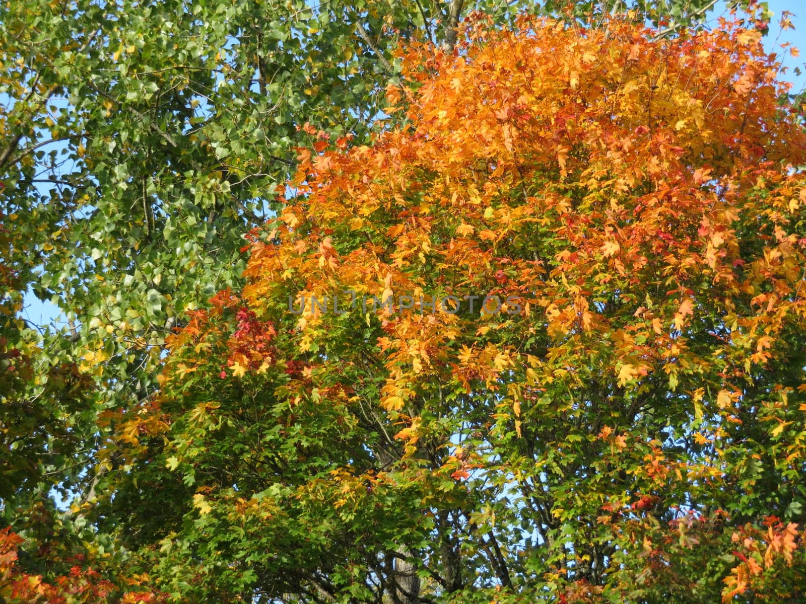 beautiful color of the golden leaves trees dry autumn cold