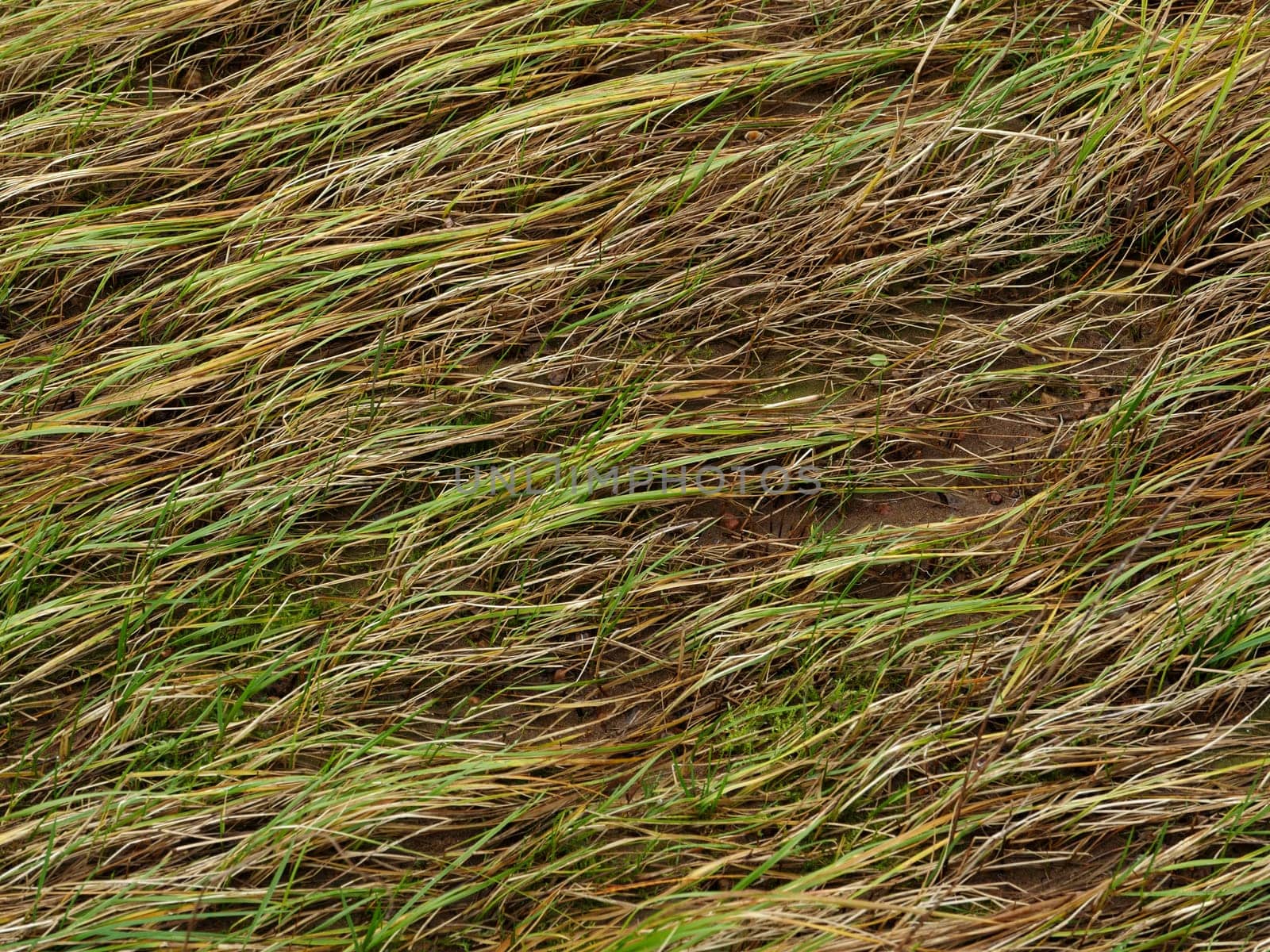 withered autumn grass through which young green sprouts break through abstract background, concept of new life