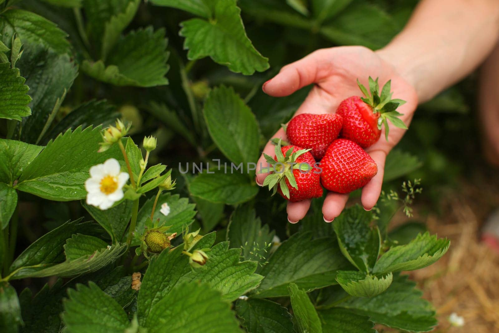 Woman hand holding ripe strawberries, leaves and strawberry flower in the background. Self picking farm field.