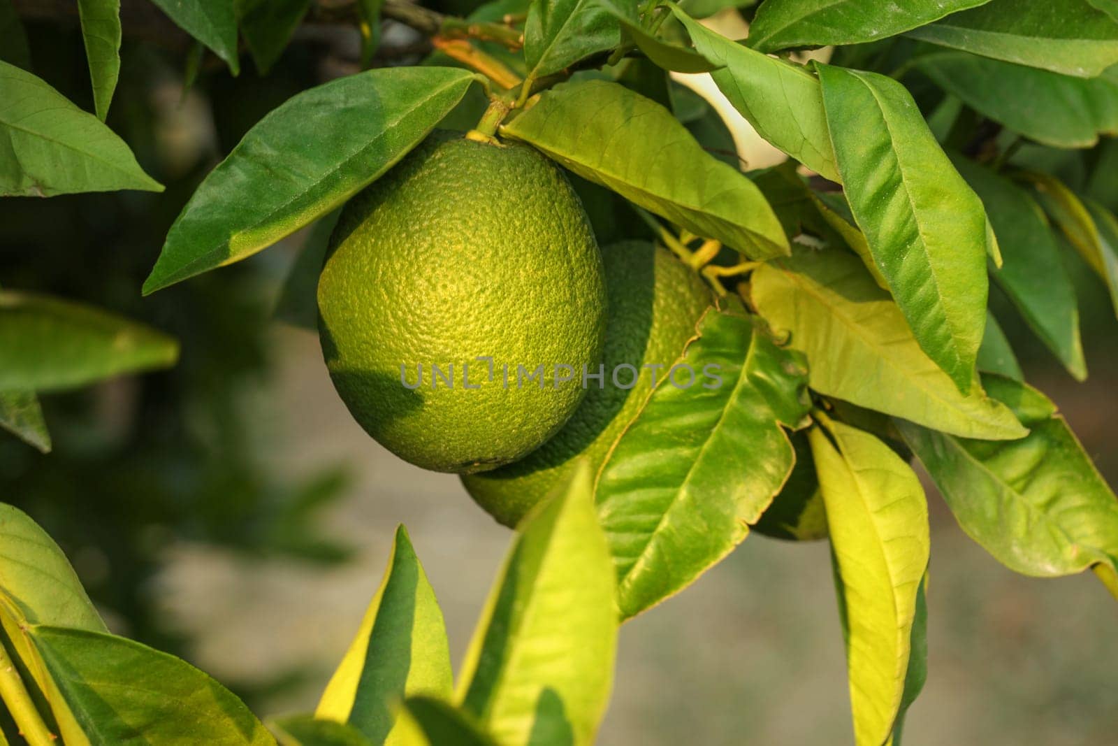 Unripe green lemon on a tree, leaves and branches around.