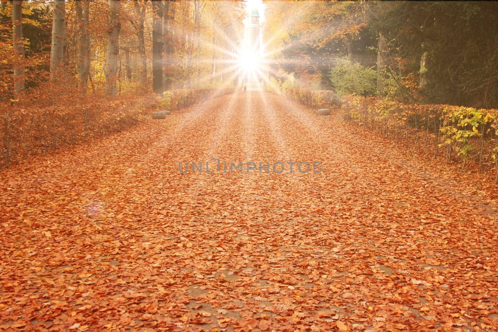 Autumnal Trees and Leaves in sun rays