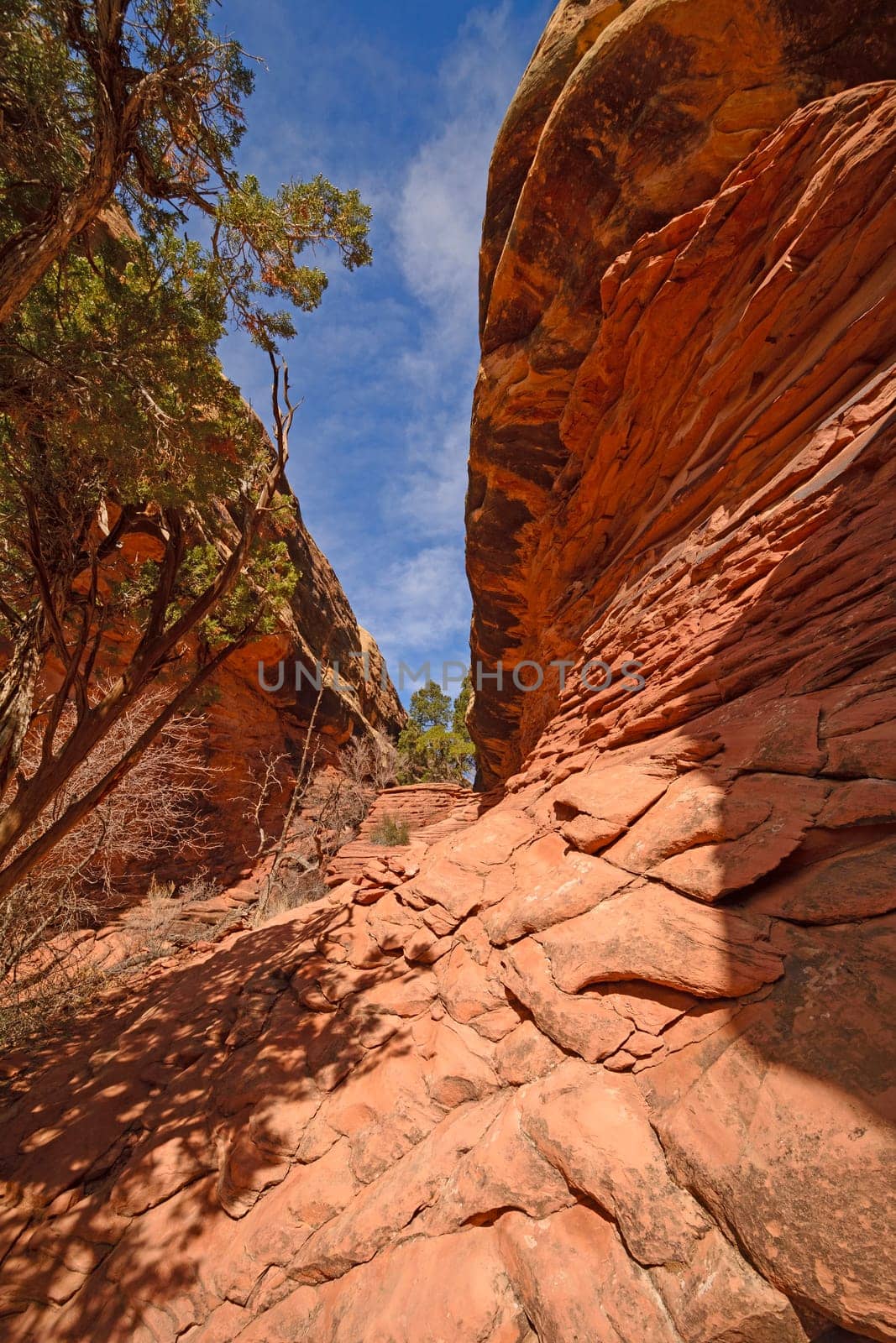 Narrow Trail Through the Canyonlands in the Needles Section of Canyonlands National Park in Utah