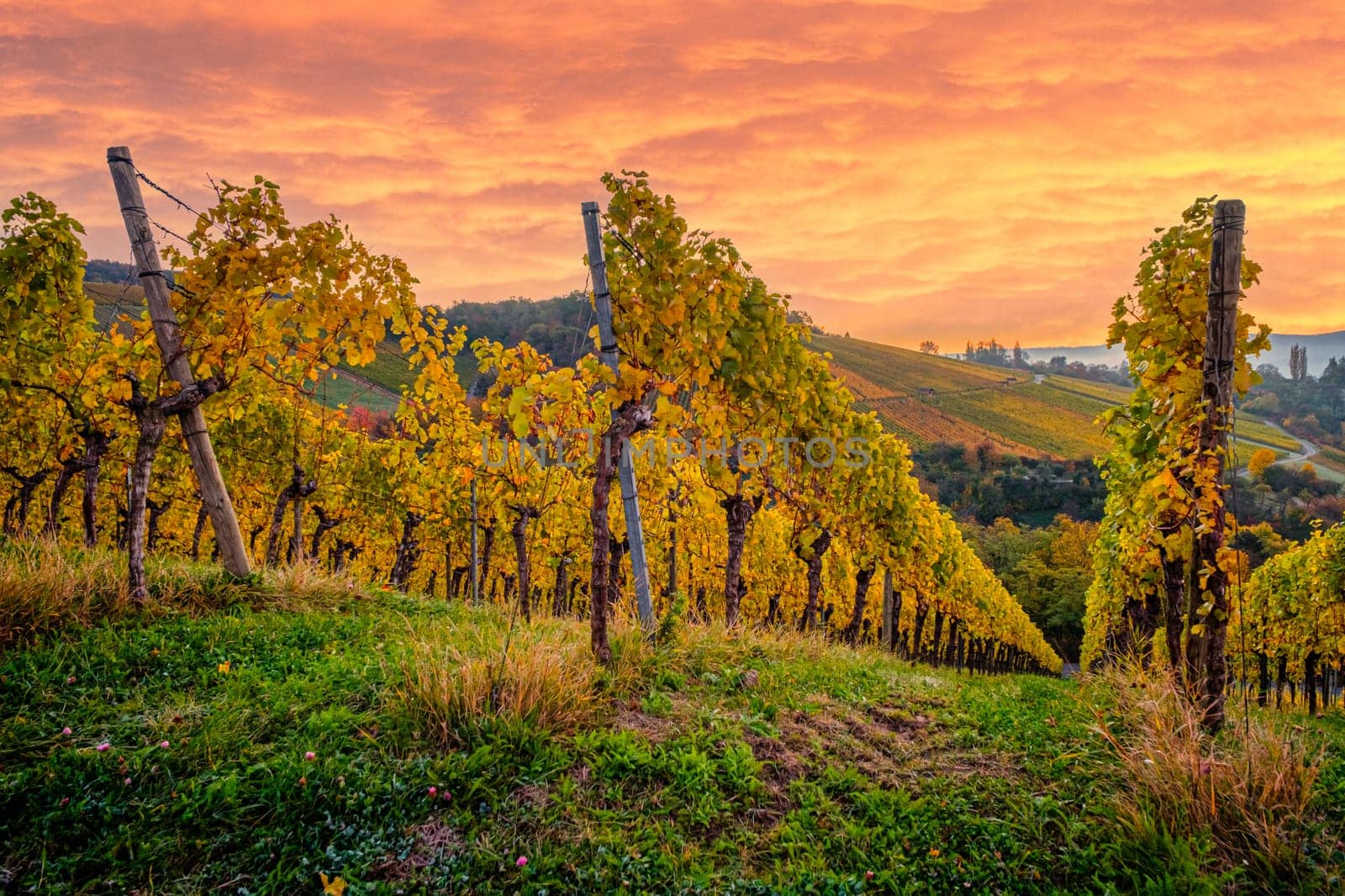 Vineyard landscape in autumn colours and red sky clouds