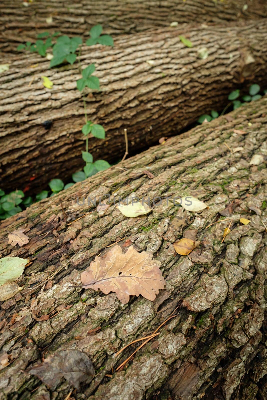 Leaf and trunks of oak trees close-up in vertical format