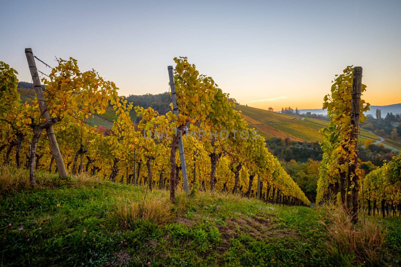 German Vineyard landscape in autumn colours in dawn