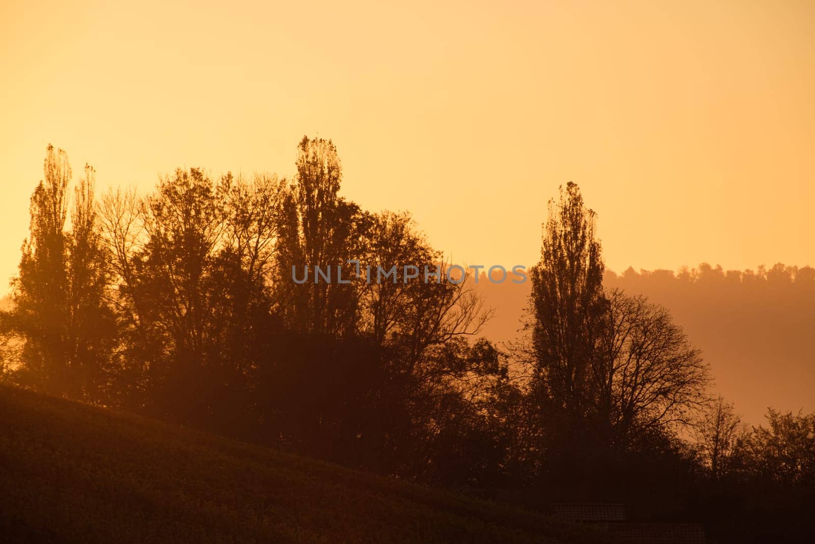 Trees and forest in back lit of the morning sun scene