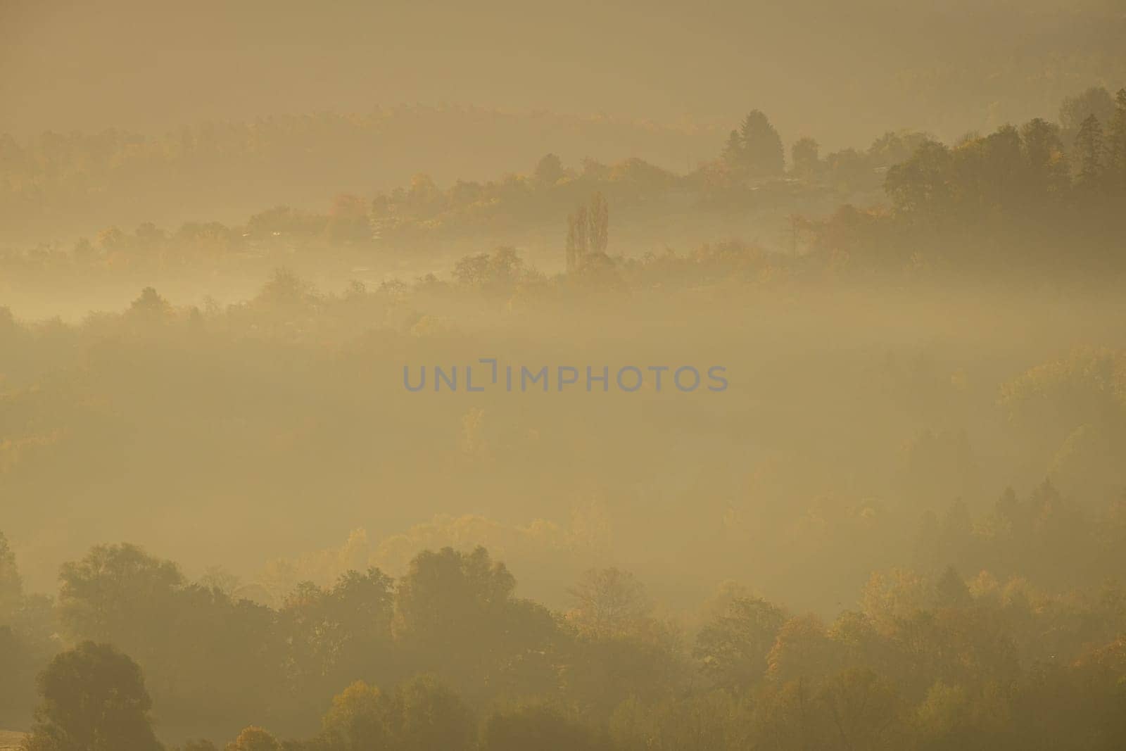 Morning mist in a german forest landscape back lit